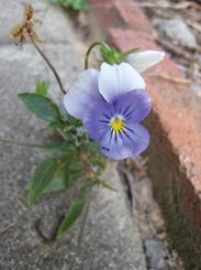 Macro