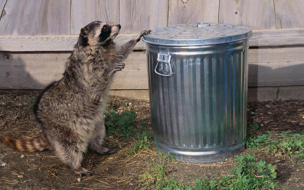 Racoon getting into trash can