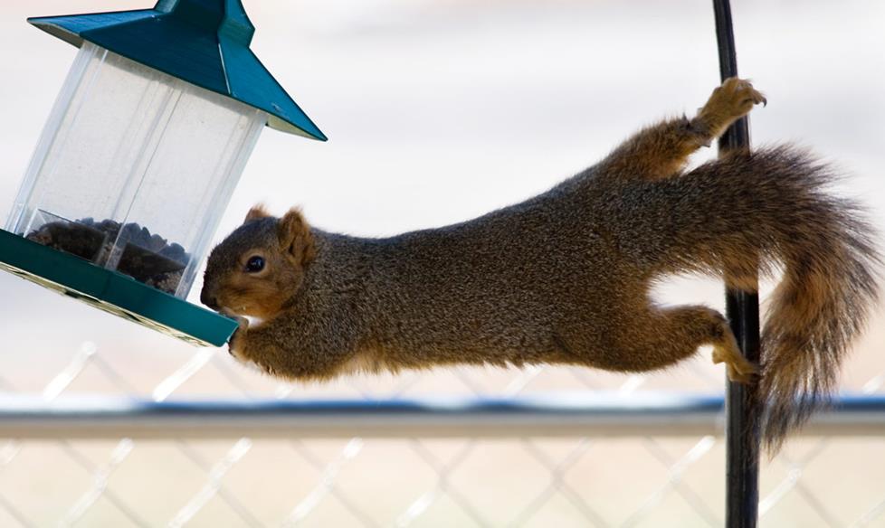 Bird feeder