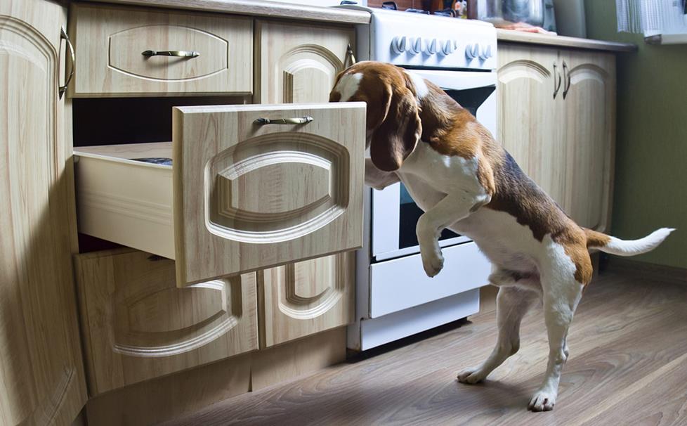 Dog getting in trouble