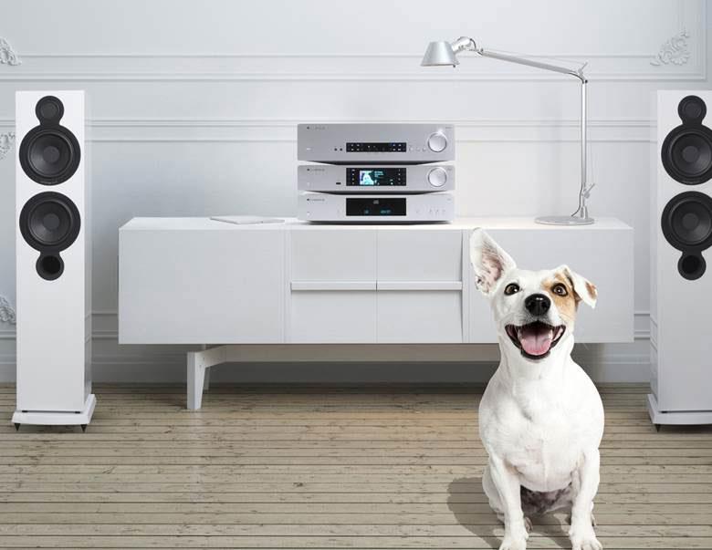 Cambridge amp and dog