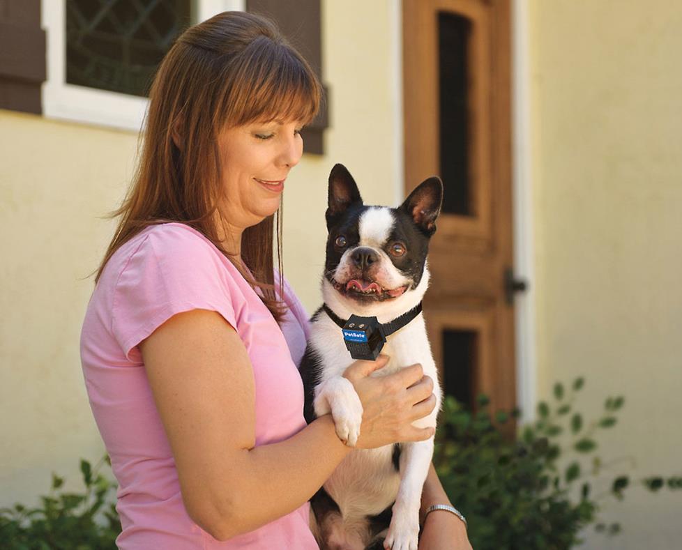 Dog wearing a citronella collar attachment.
