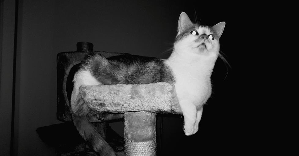 a cat in the dark