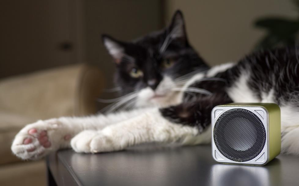 Cat music