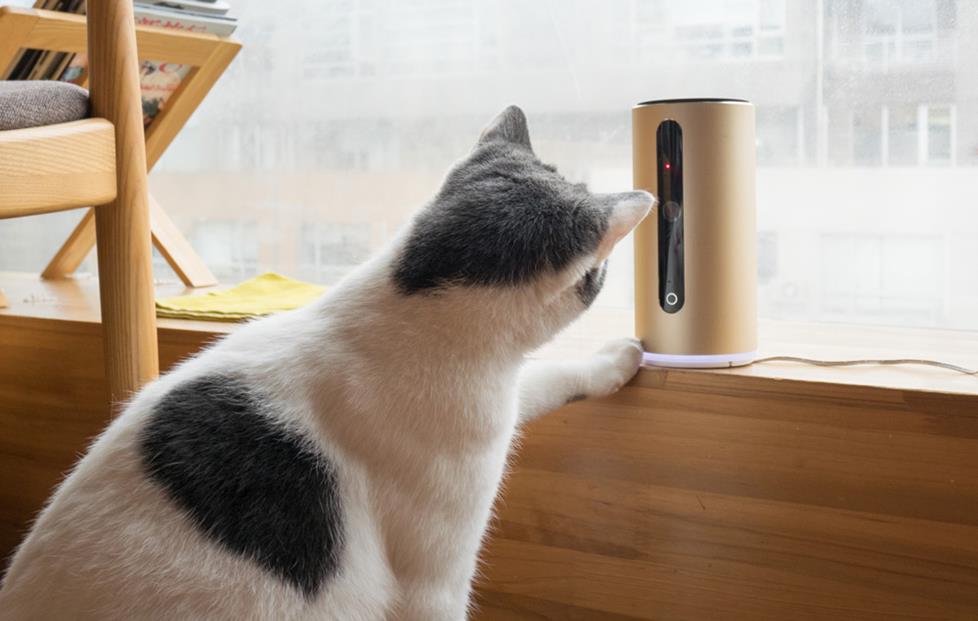 cat camera