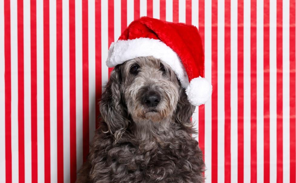 Santa Nina