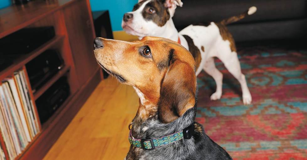 Abby with the FitBark 2