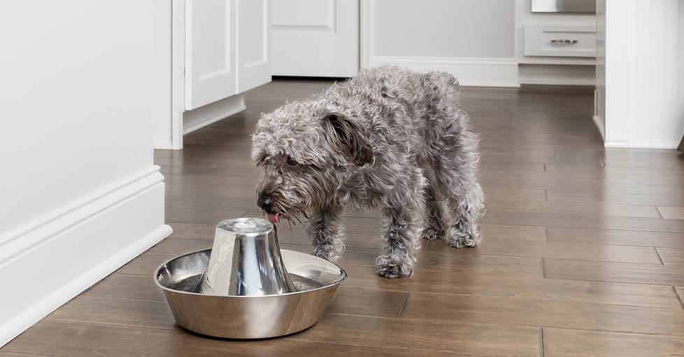 PetSafe's Seaside stainless pet fountain