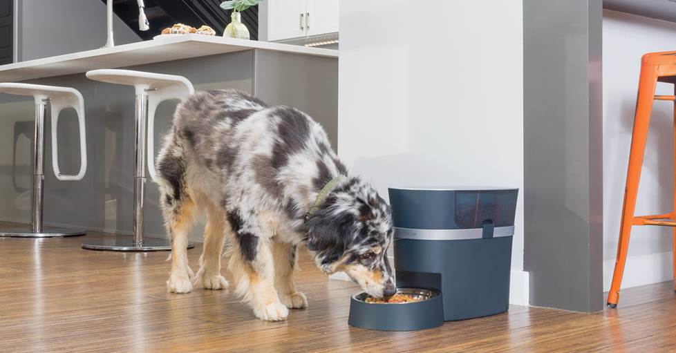 PetSafe Smart Feed Automatic Dog and Cat Feeder, 2nd generation