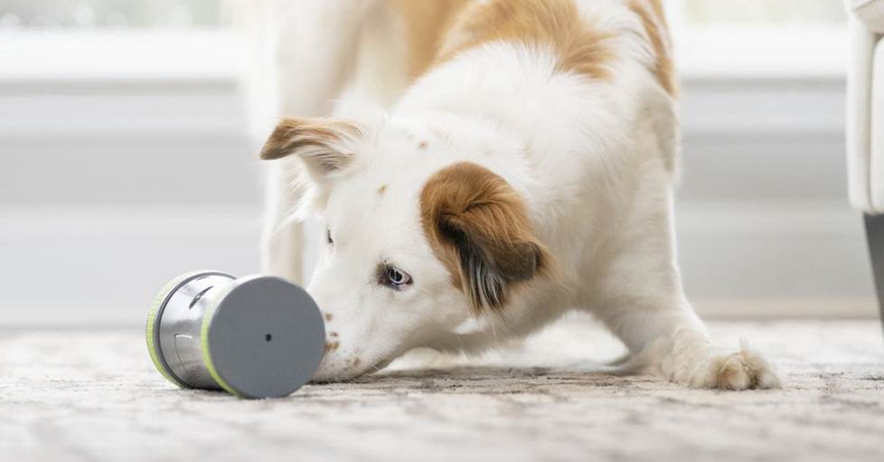 PetSafe Kibble ChaseT Roaming Treat Dropper Interactive dog toy for feeding and play time
