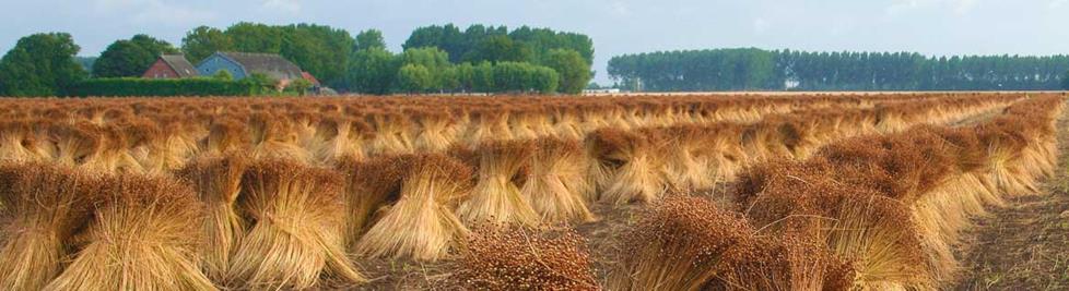 A field of flax