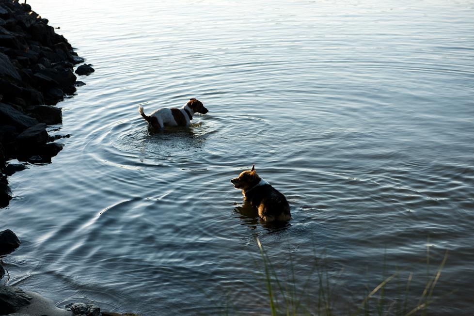 Dogs doing what they love