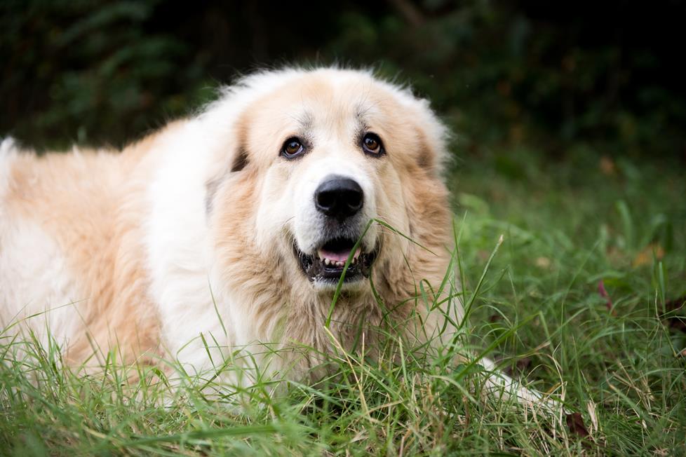 Appa the Great Pyrenees mix