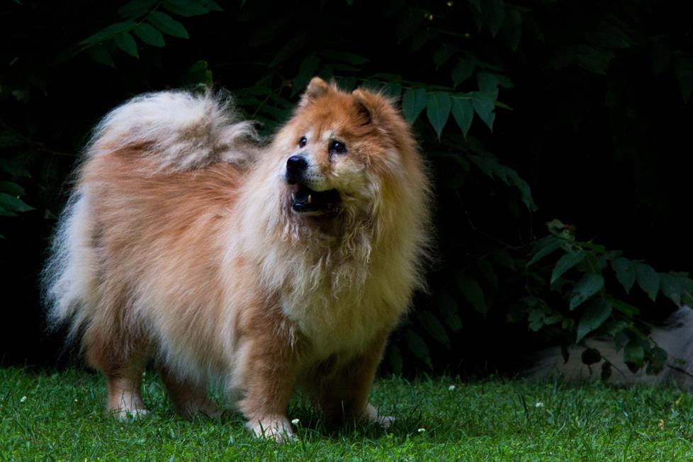 Photograph your pets outdoors in open shade