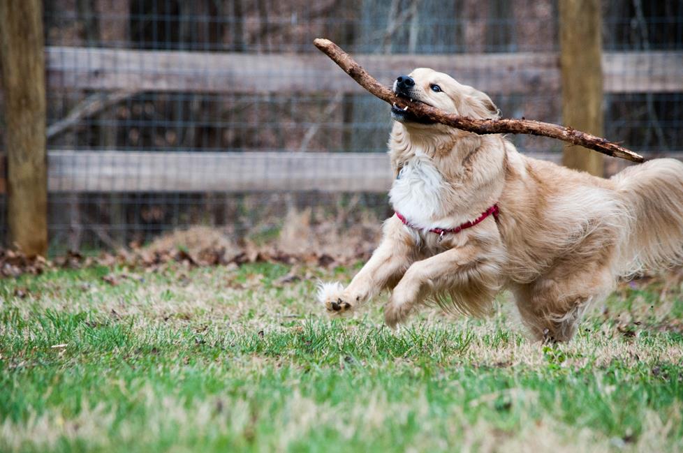 Dog running