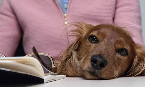 10 tips for taking your dog to work