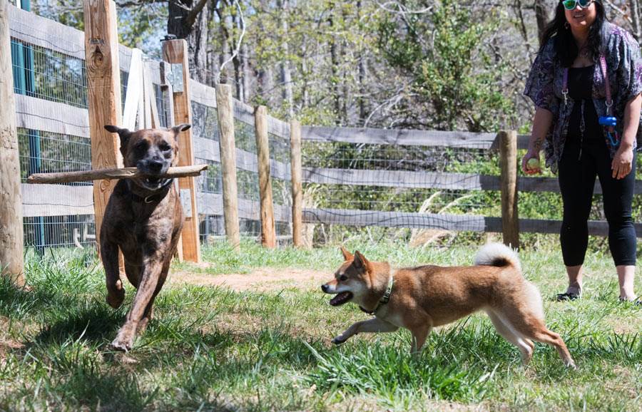 /Kaylee Grizzly and Kat in dog park