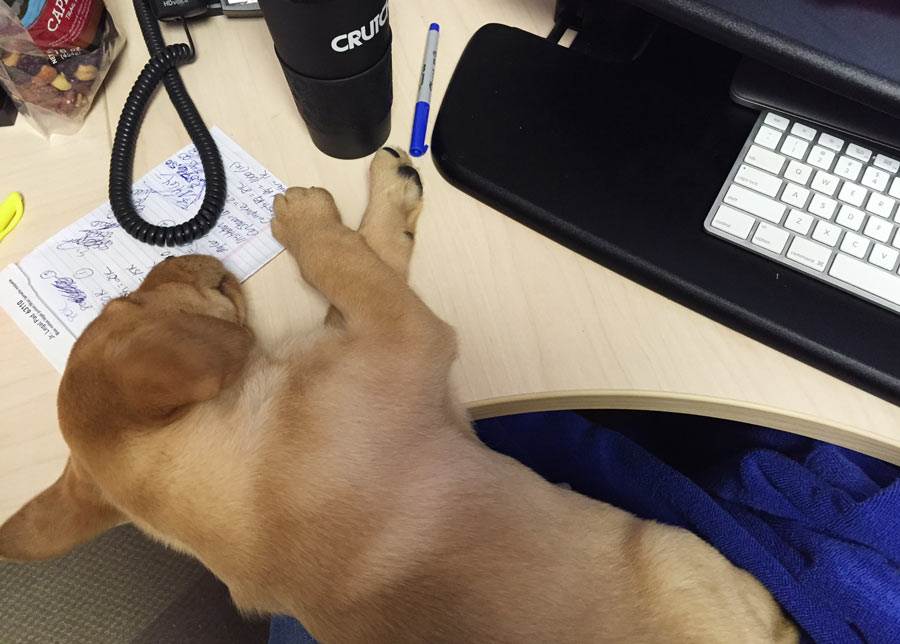 Annie sleeping on desk