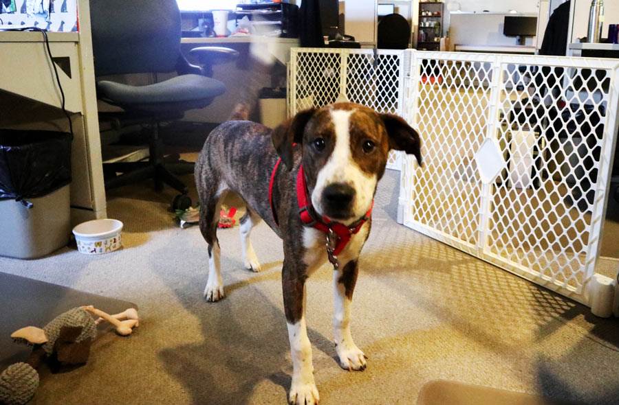 Roxy in the office