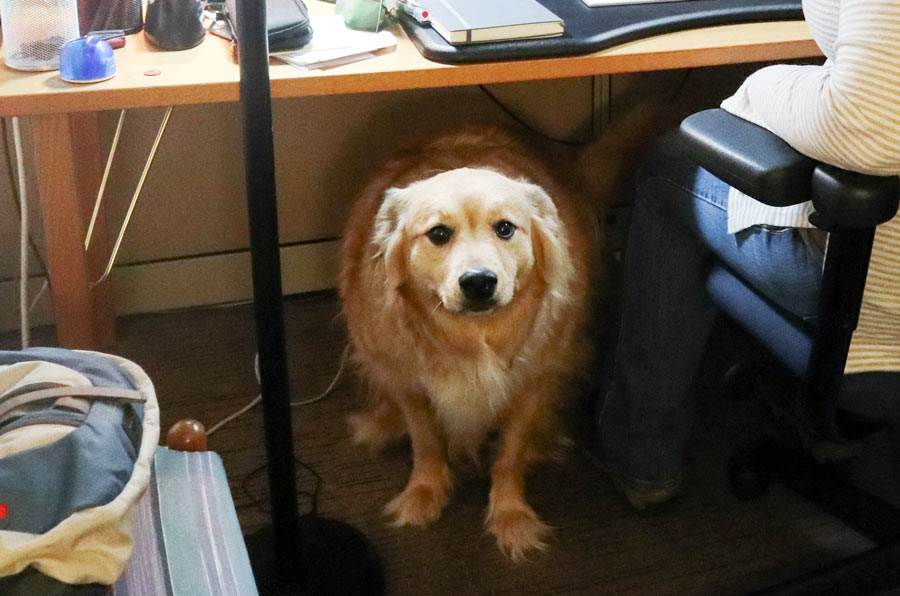 Moose under the desk