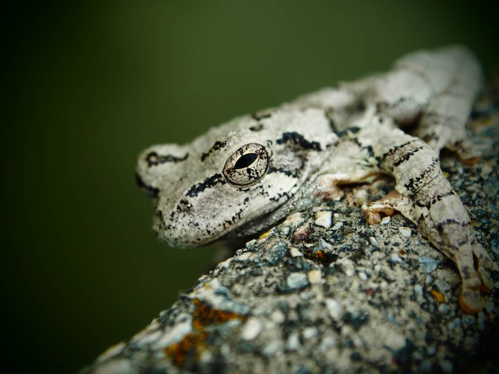 Macro shot of a frog.