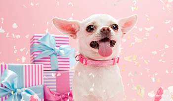 Top 10 gifts for dogs and cats