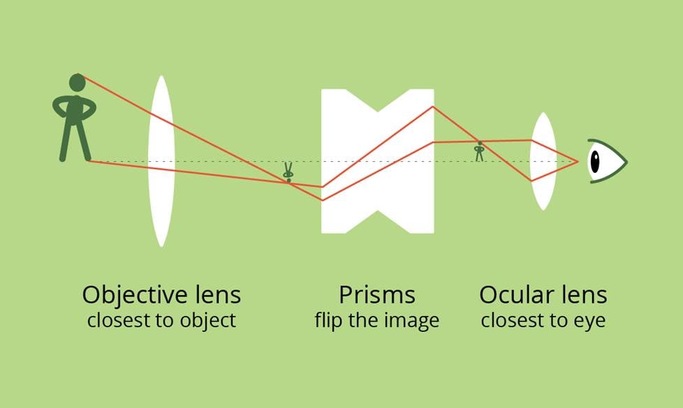 The light path of binoculars.