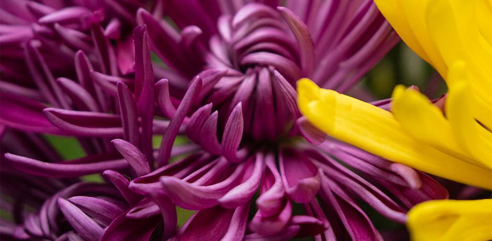 add on lens filter photo example