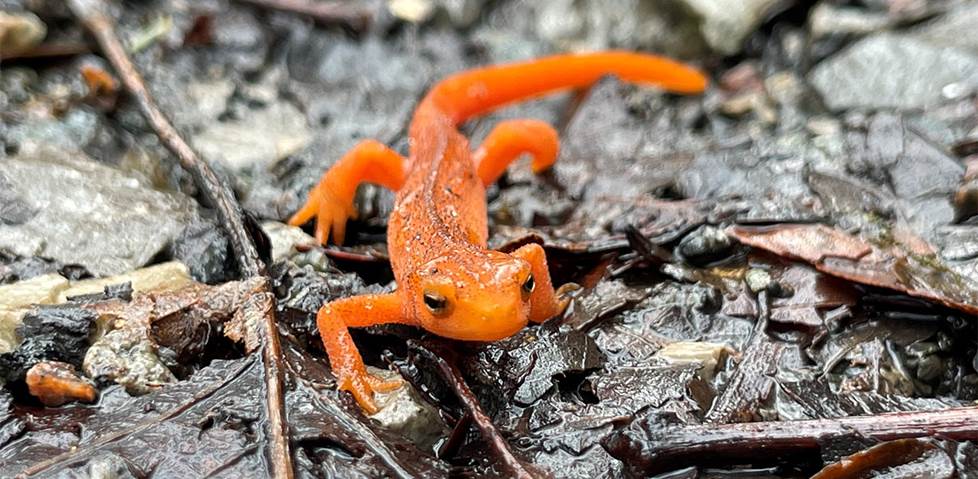 salamander photographed with an iphone