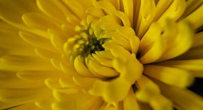 Macro photography for beginners