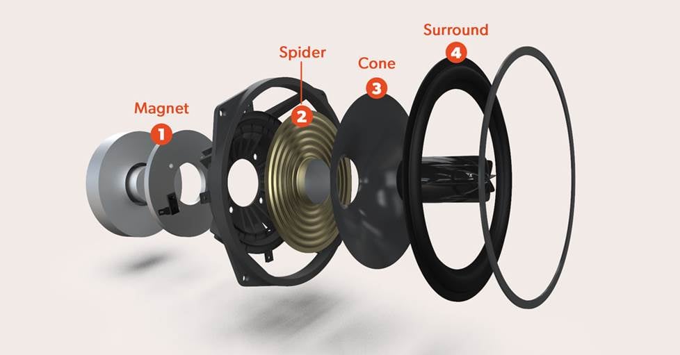 speaker anatomy