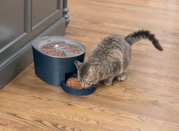 Photo of a cat eating out of a Six Meal feeder.